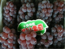 Fruit cultivation, Ono grape